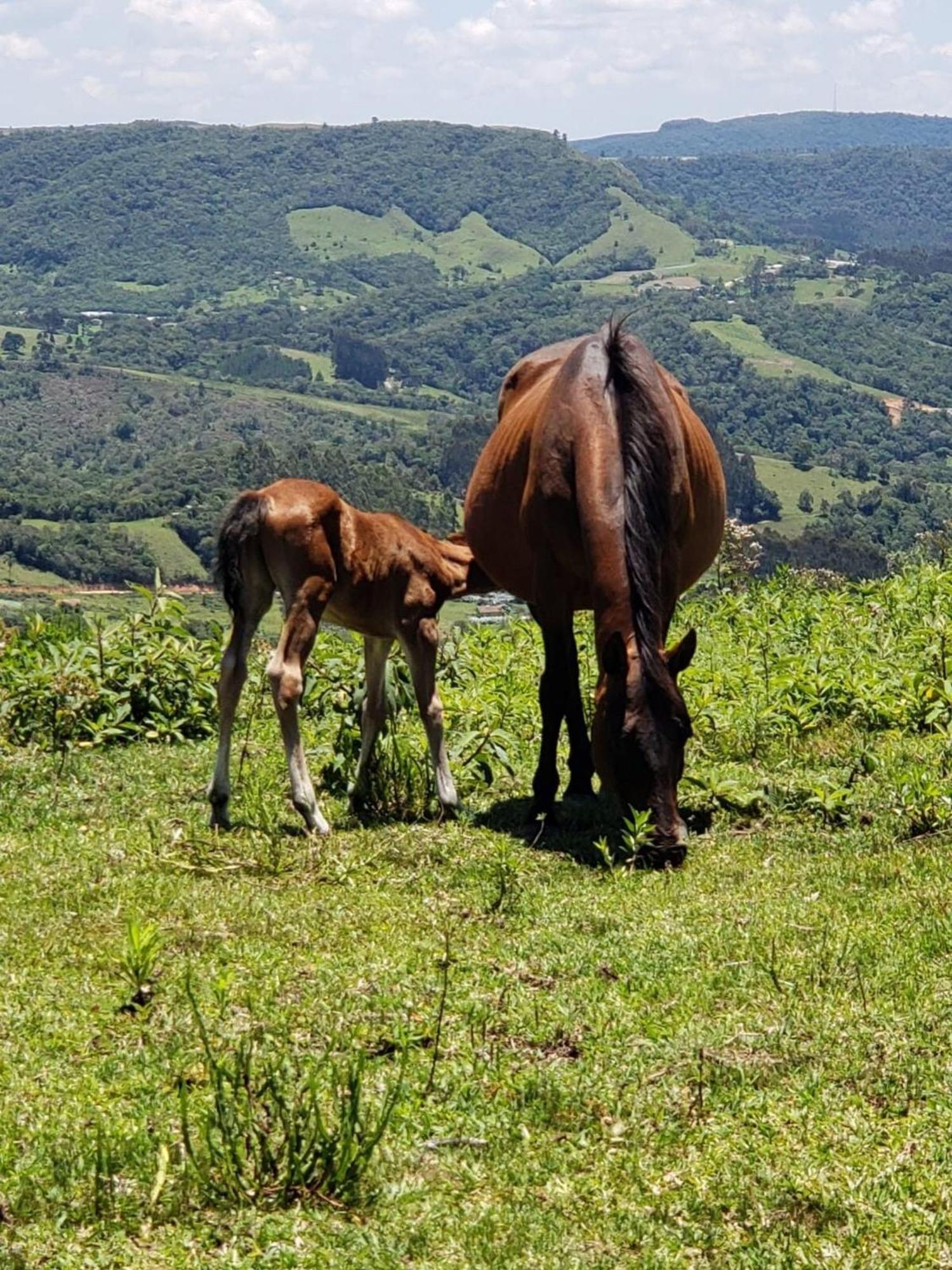 Rancho Sol Poente - Rancho Queimado - Sc Villa Екстериор снимка